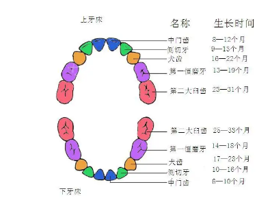 孩子正常的牙齿生长顺序科普，如果孩子萌牙顺序不对该怎么办？