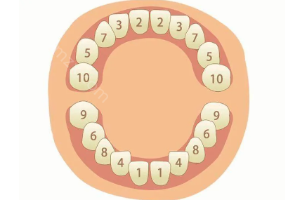 孩子正常的牙齿生长顺序科普，如果孩子萌牙顺序不对该怎么办？