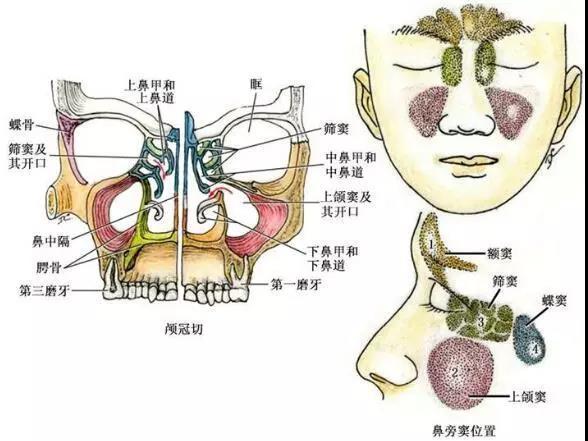 成都华美外科整形医院技术怎么样？隆鼻手术效果与费用详解