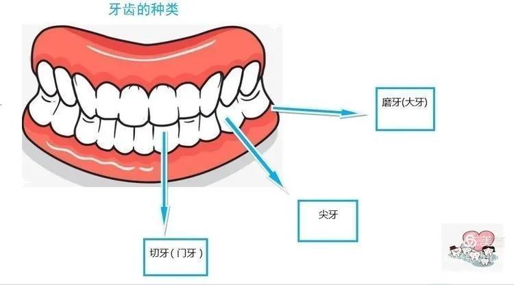 佛山市一医院种牙的费用高吗？如何选择佛山市一医院种牙？