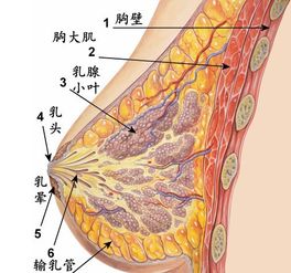 胸部整形多少钱?